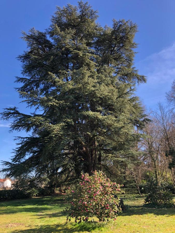 La Maison Au Cedre Marsac-sur-l'Isle ภายนอก รูปภาพ